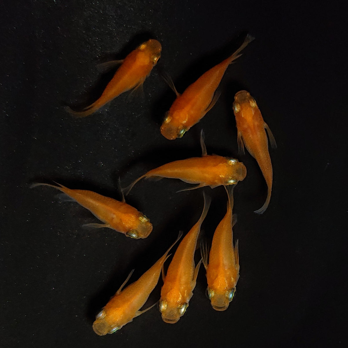 【現物】紅帝だるま　7匹　オス3メス4　4523