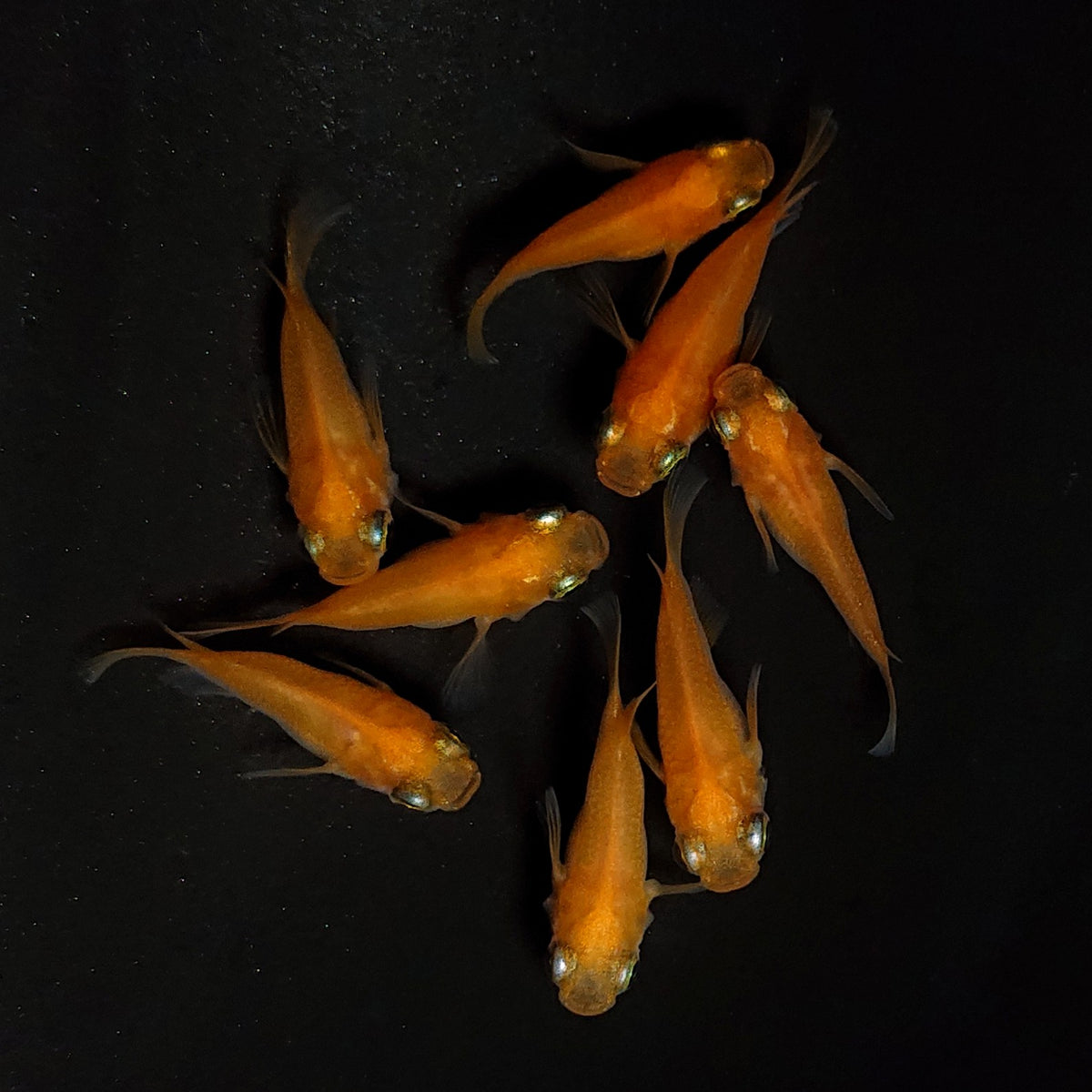 【現物】紅帝だるま　7匹　オス3メス4　4523