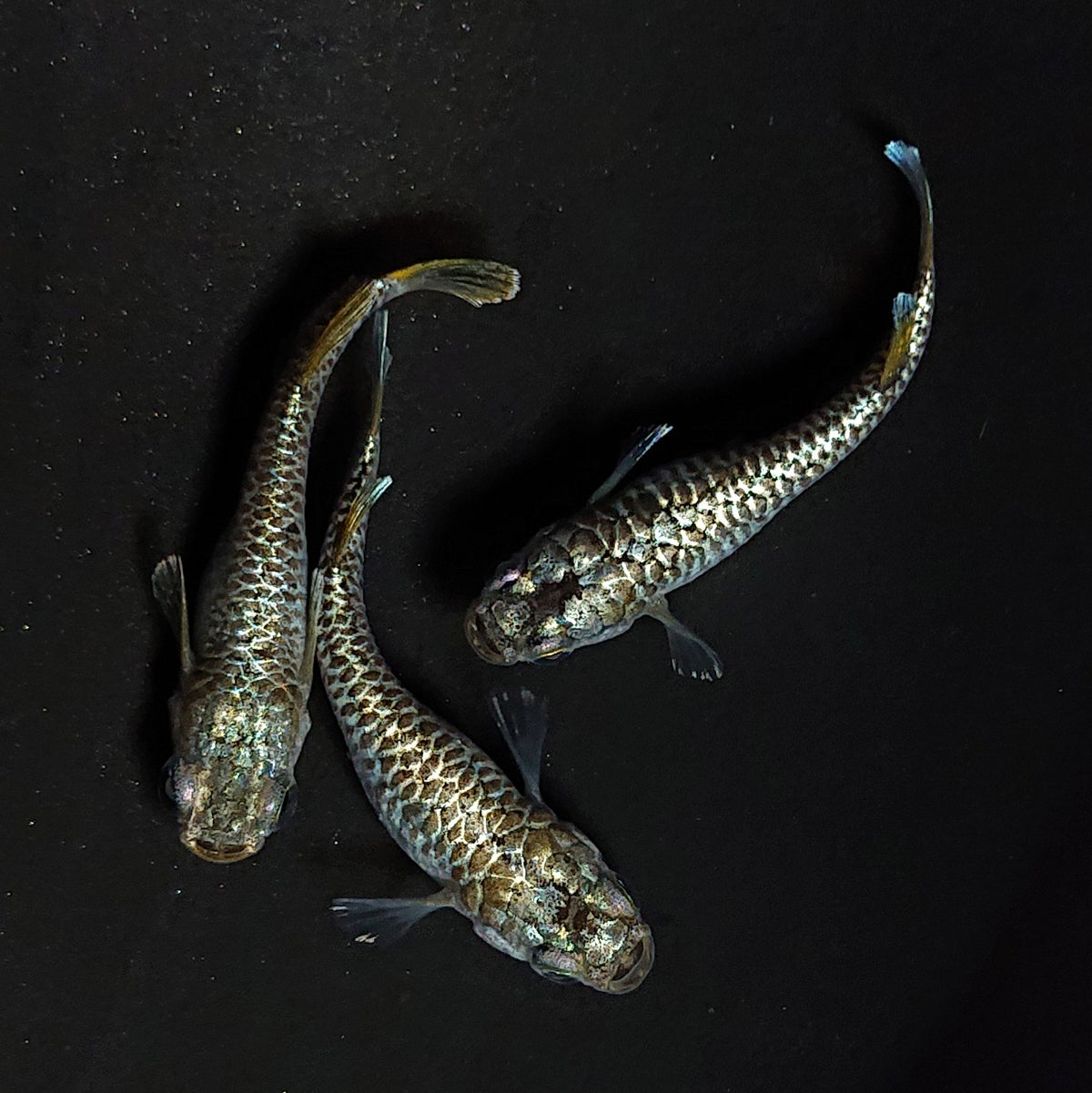 【現物】金蒼龍鱗　3匹　オス1メス2　4526