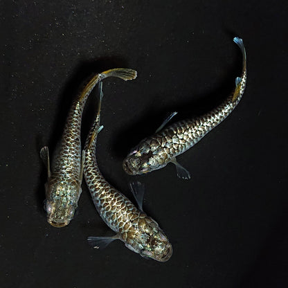 【現物】金蒼龍鱗　3匹　オス1メス2　4526