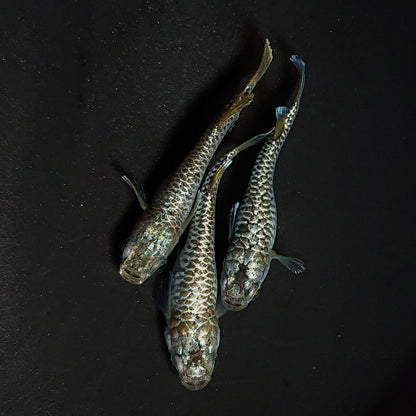 【現物】金蒼龍鱗　3匹　オス1メス2　4526