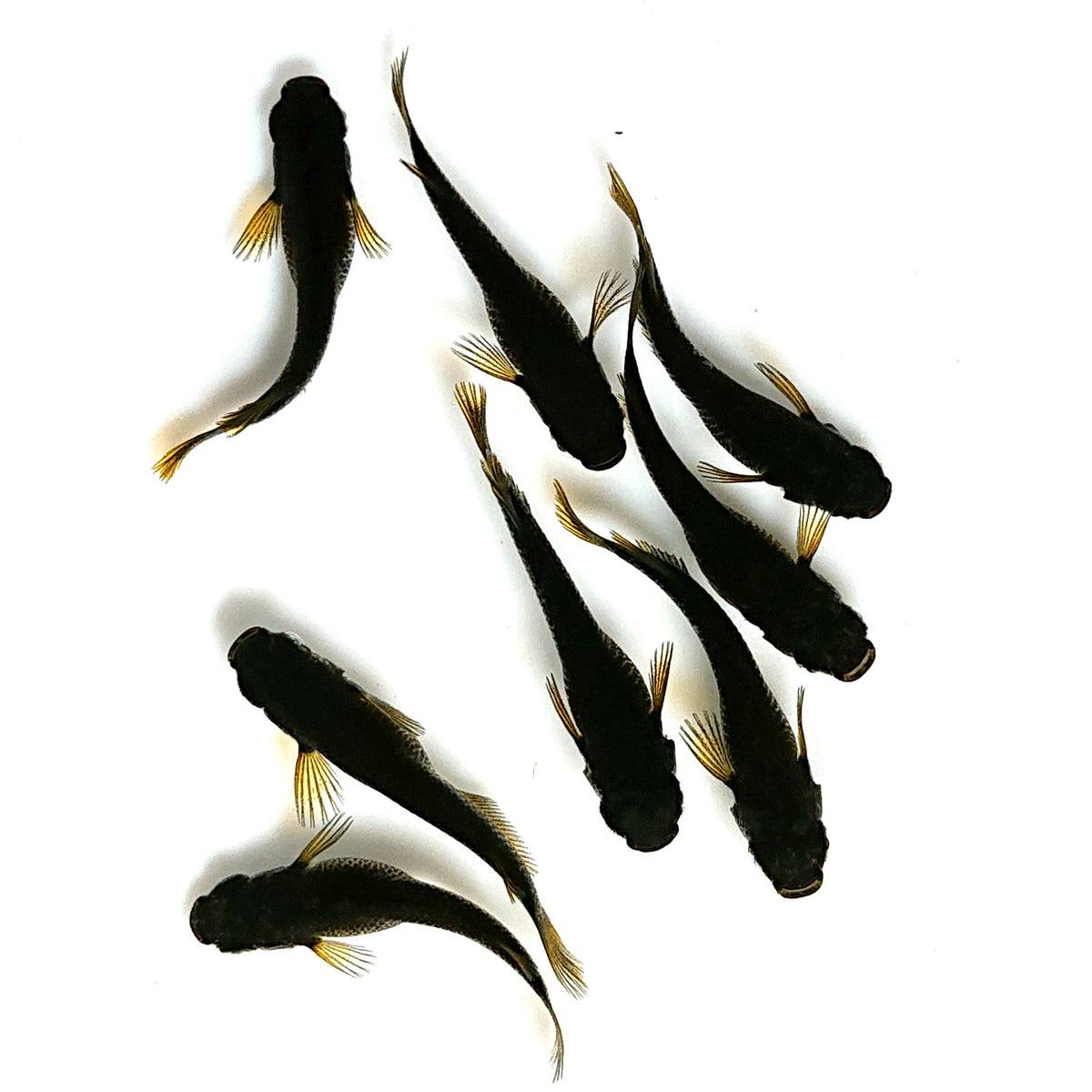 【現物】黒天幻龍　4ペア　4540