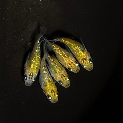 【現物】夜桜ゴールドだるま　5匹　オス2メス3　4533