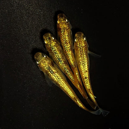 【現物】金塊 X　2ペア　4548
