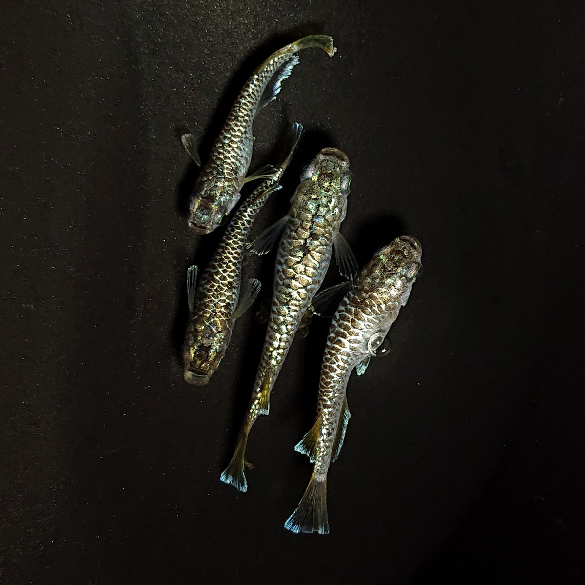 【現物】金華龍　4匹　オス1メス3　4547