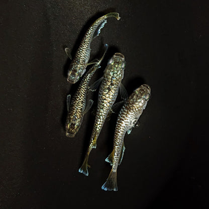 【現物】金華龍　4匹　オス1メス3　4547