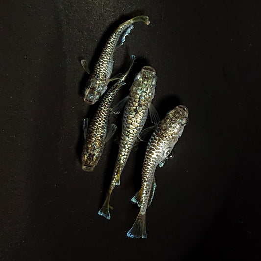 【現物】金華龍　4匹　オス1メス3　4547