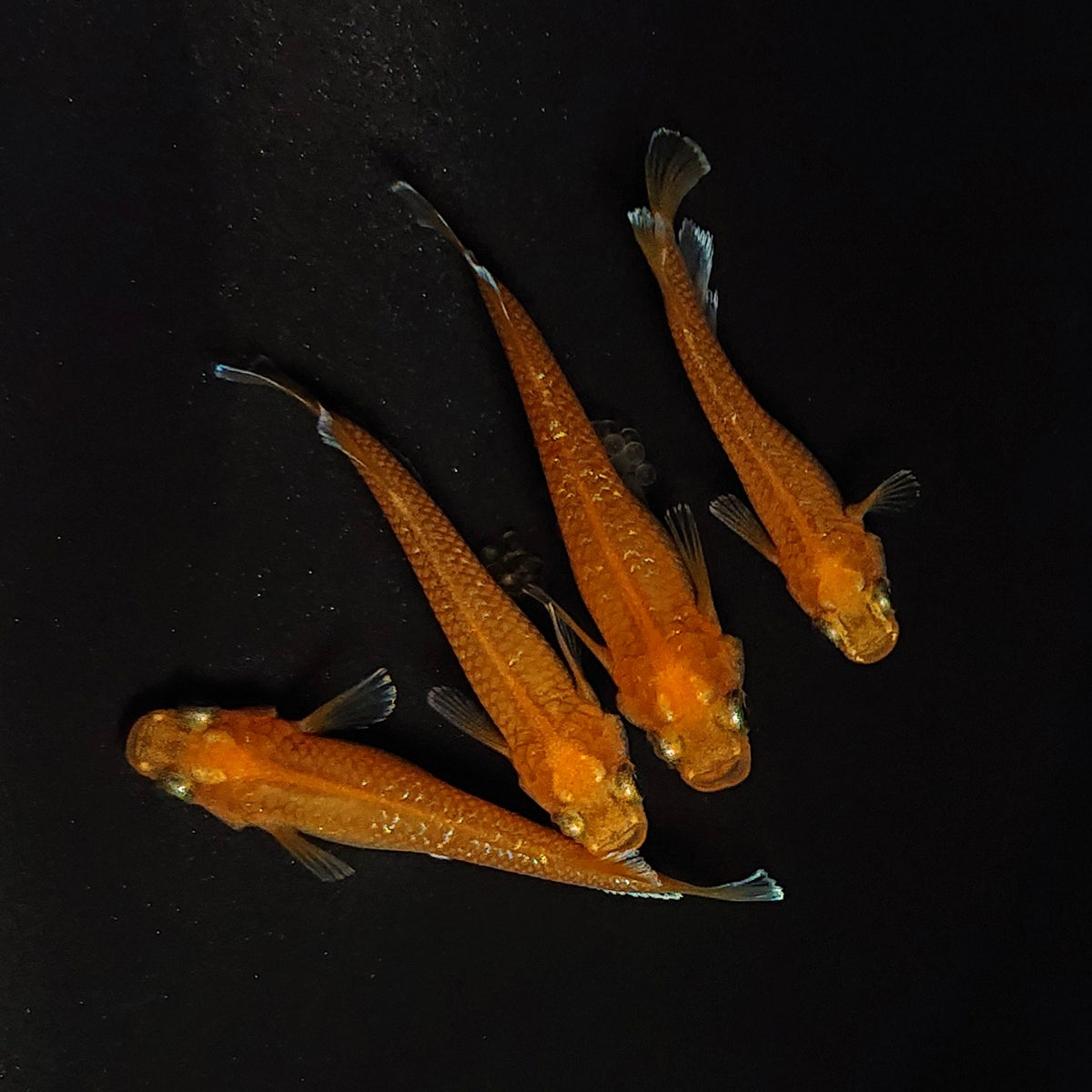 【現物】【NEW】サンセットダイヤ　4匹　オス1メス3　4546