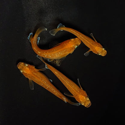 【現物】【NEW】サンセットダイヤ　4匹　オス1メス3　4546