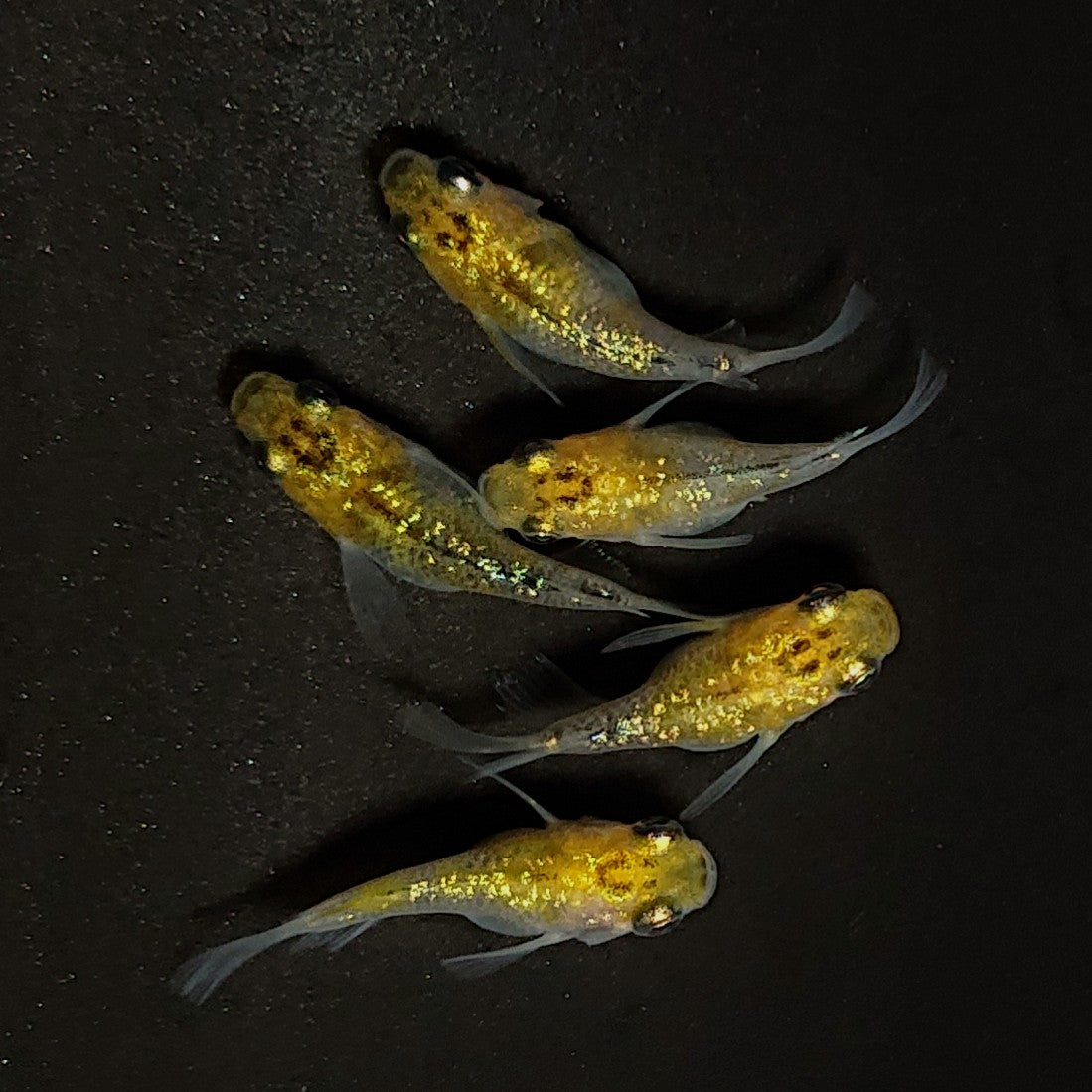 【現物】夜桜ゴールドだるま　5匹　オス2メス3　4557