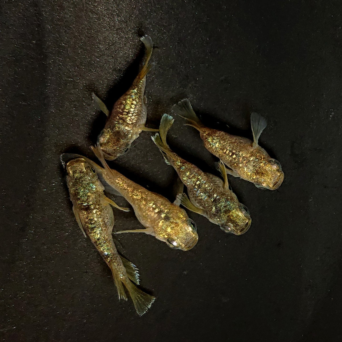 【現物】金箔和墨本だるま　5匹　オス3メス2　4553