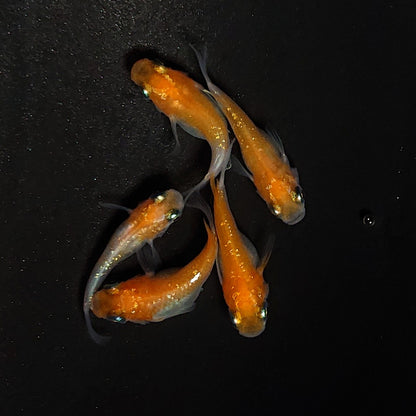 【現物】紅白だるま　5匹　オス3メス2　4556