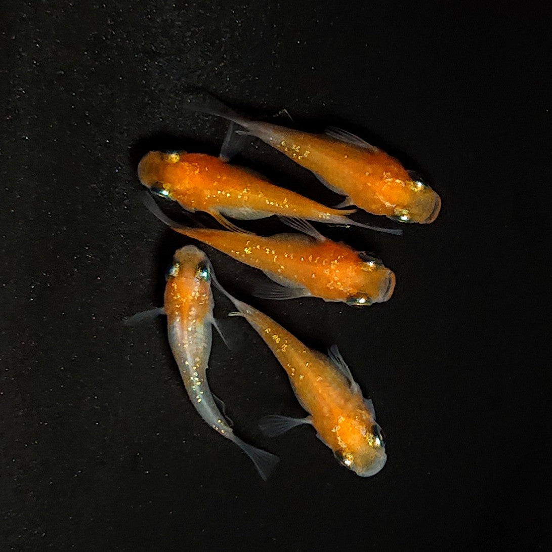 【現物】紅白だるま　5匹　オス3メス2　4556