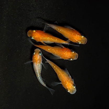 【現物】紅白だるま　5匹　オス3メス2　4556