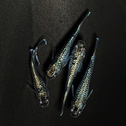 【現物】蒼龍鱗　4匹　オス1メス3　4561