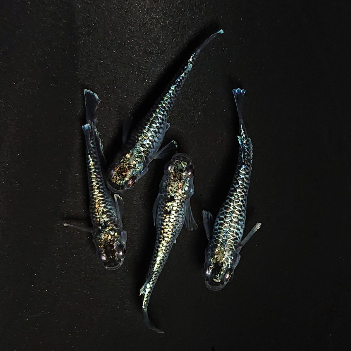 【現物】蒼龍鱗　4匹　オス1メス3　4561