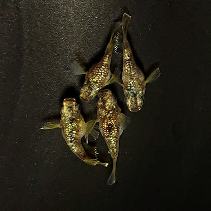 【現物】金箔和墨本だるま　2ペア　4572