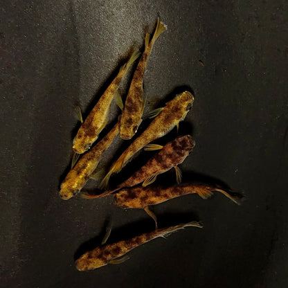 【現物】美虎北辻の舞 アースアイ　7匹　オス3メス4　4577