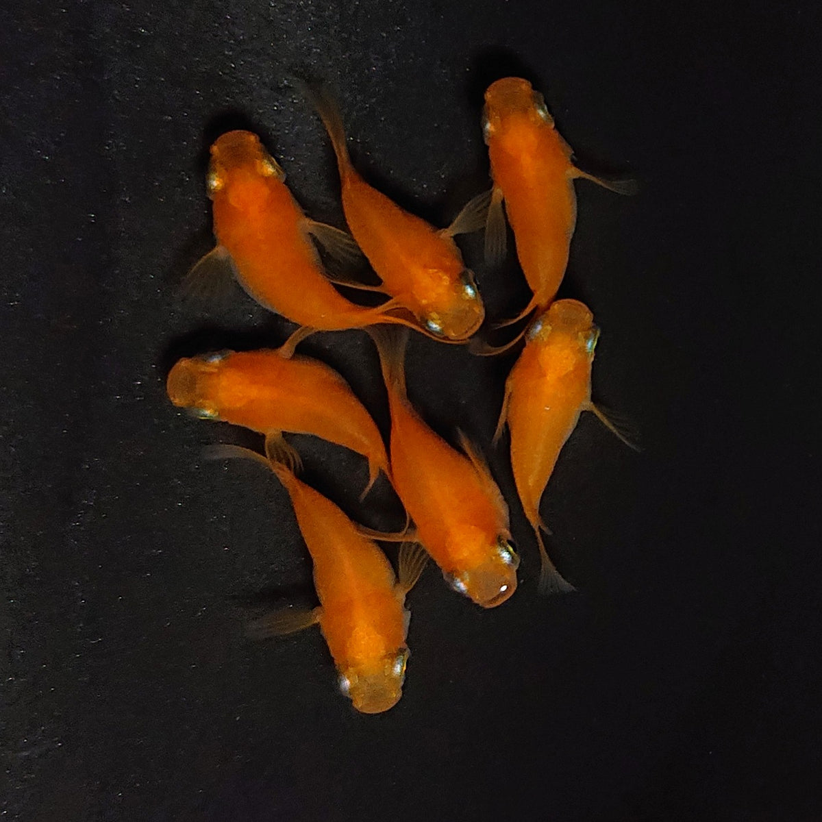 【現物】紅帝本だるま　7匹　オス3メス4　4571