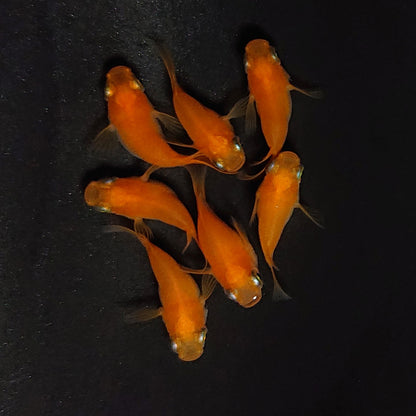 【現物】紅帝本だるま　7匹　オス3メス4　4571