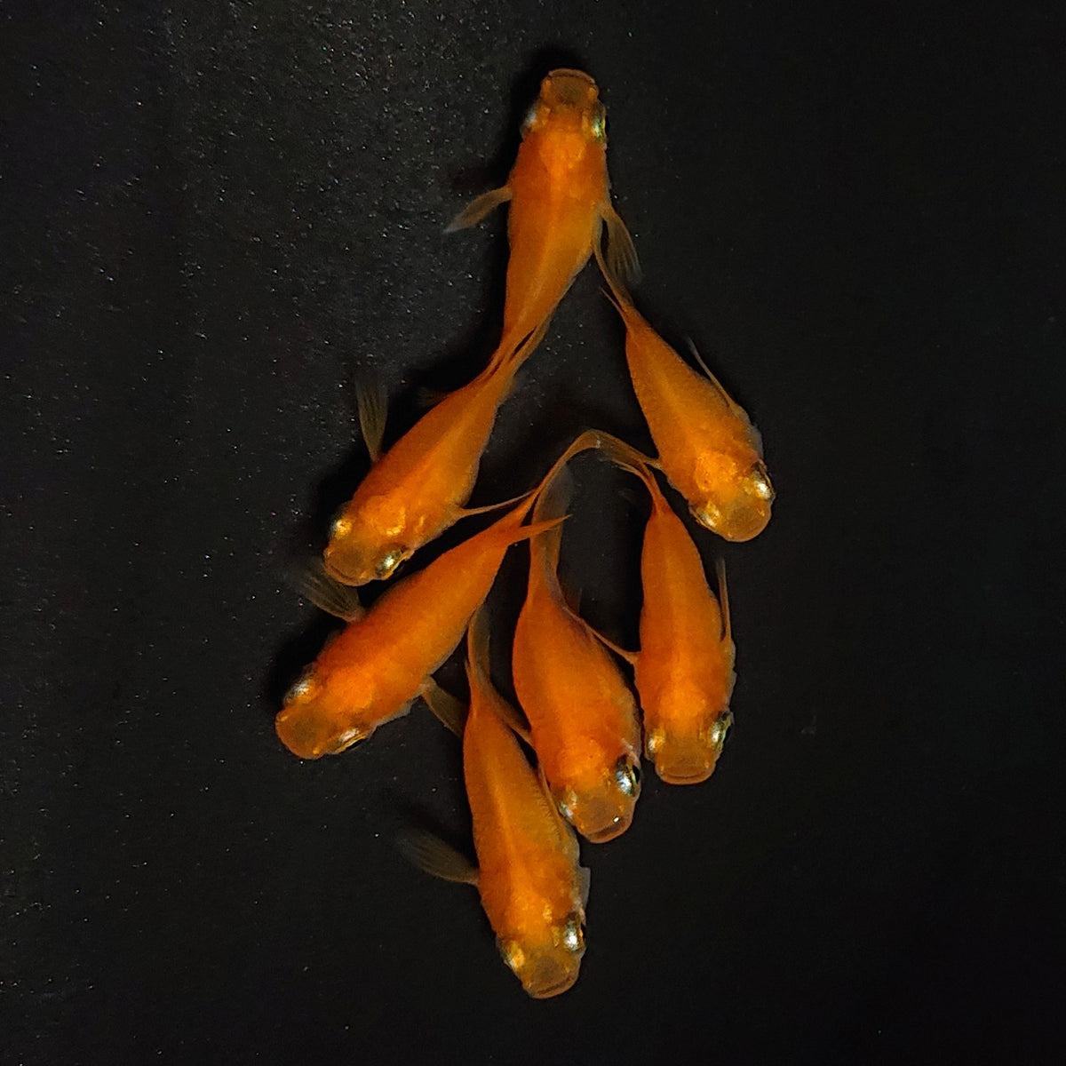 【現物】紅帝本だるま　7匹　オス3メス4　4571