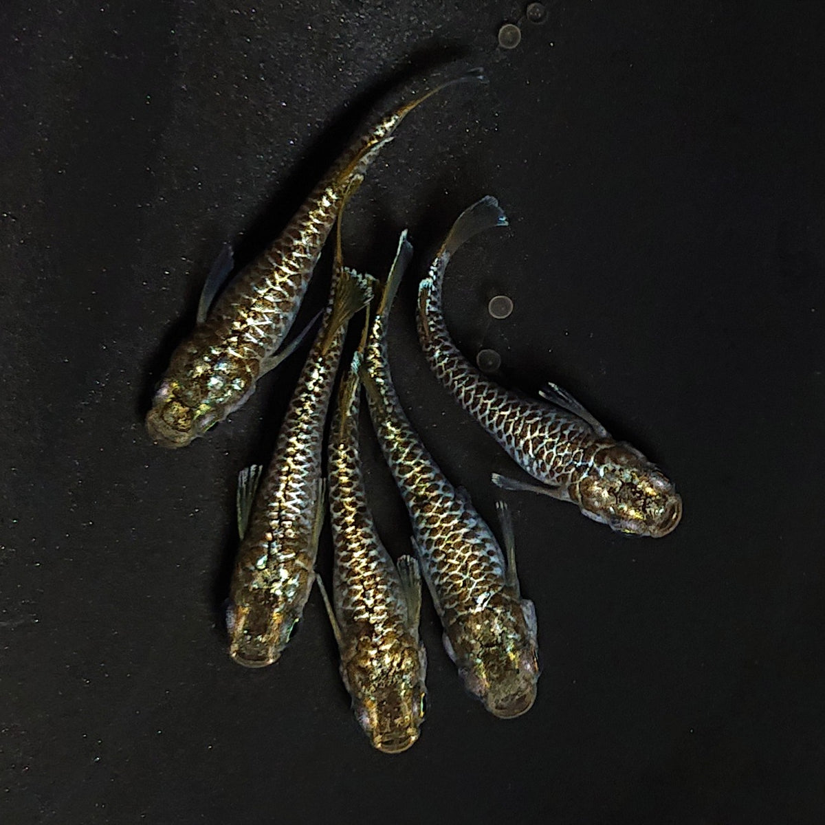 【現物】金蒼龍鱗　5匹　オス2メス3　4580