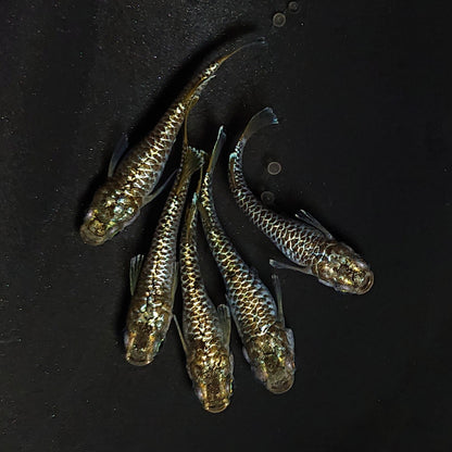【現物】金蒼龍鱗　5匹　オス2メス3　4580