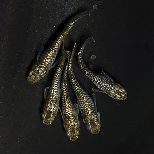 【現物】金蒼龍鱗　5匹　オス2メス3　4580
