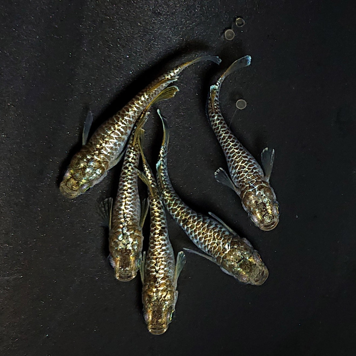 【現物】金蒼龍鱗　5匹　オス2メス3　4580