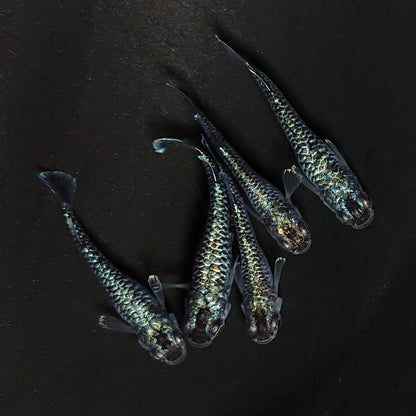 【現物】蒼龍鱗　5匹　オス2メス3　4581