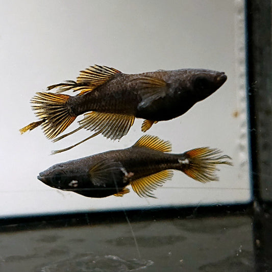 【現物】阿形　7匹　オス4メス3　4599