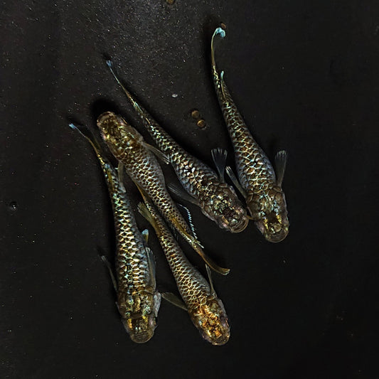 【現物】金華龍　5匹　オス2メス3　4594