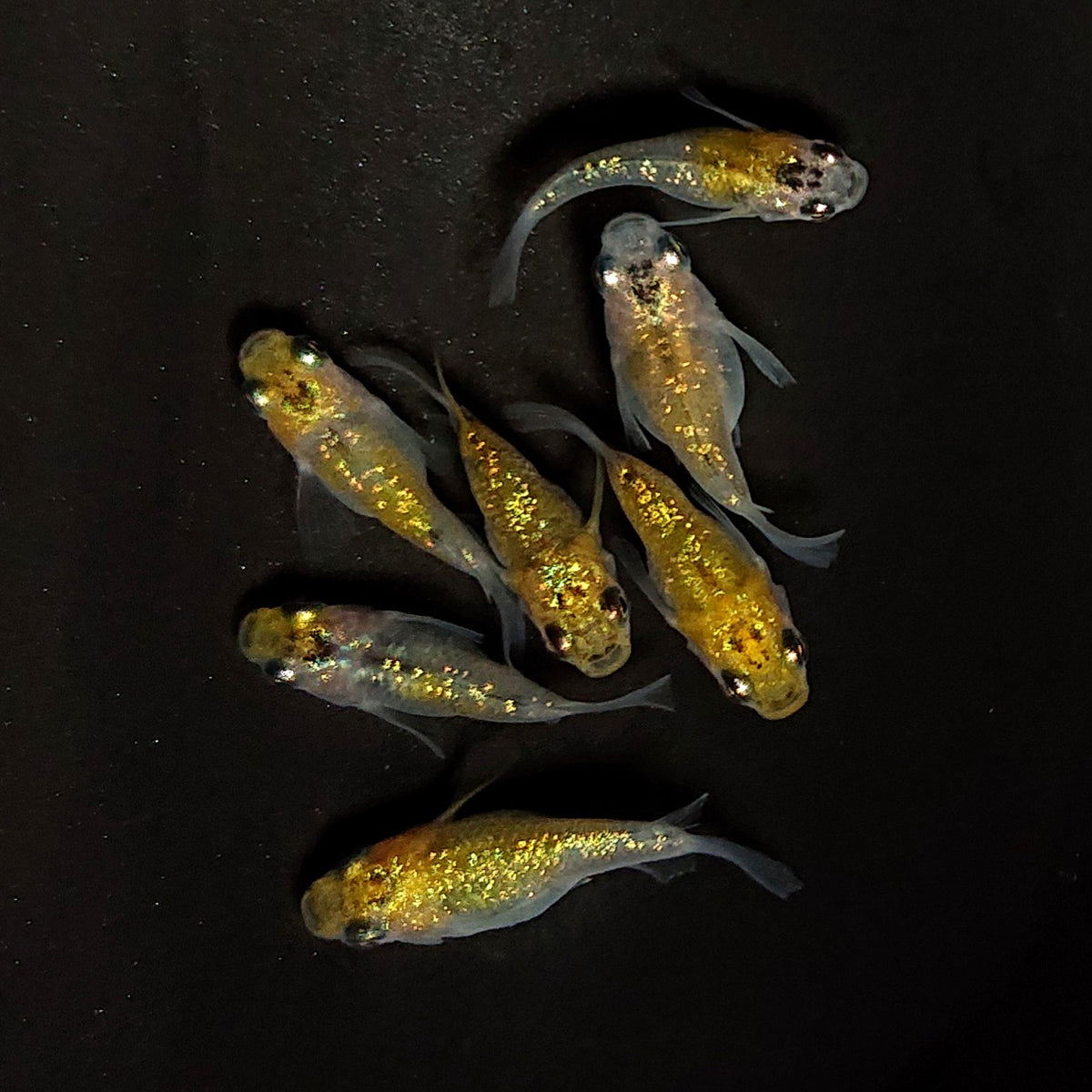 【現物】夜桜ゴールドだるま　7匹　オス3メス4　4609