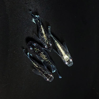 【現物】【上物】ブラックエンゼル　2ペア　4604
