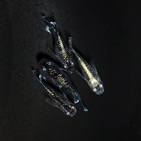 【現物】【上物】ブラックエンゼル　2ペア　4604