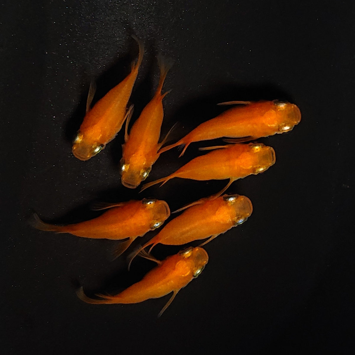 【現物】紅帝本だるま　7匹　オス3メス4　4608