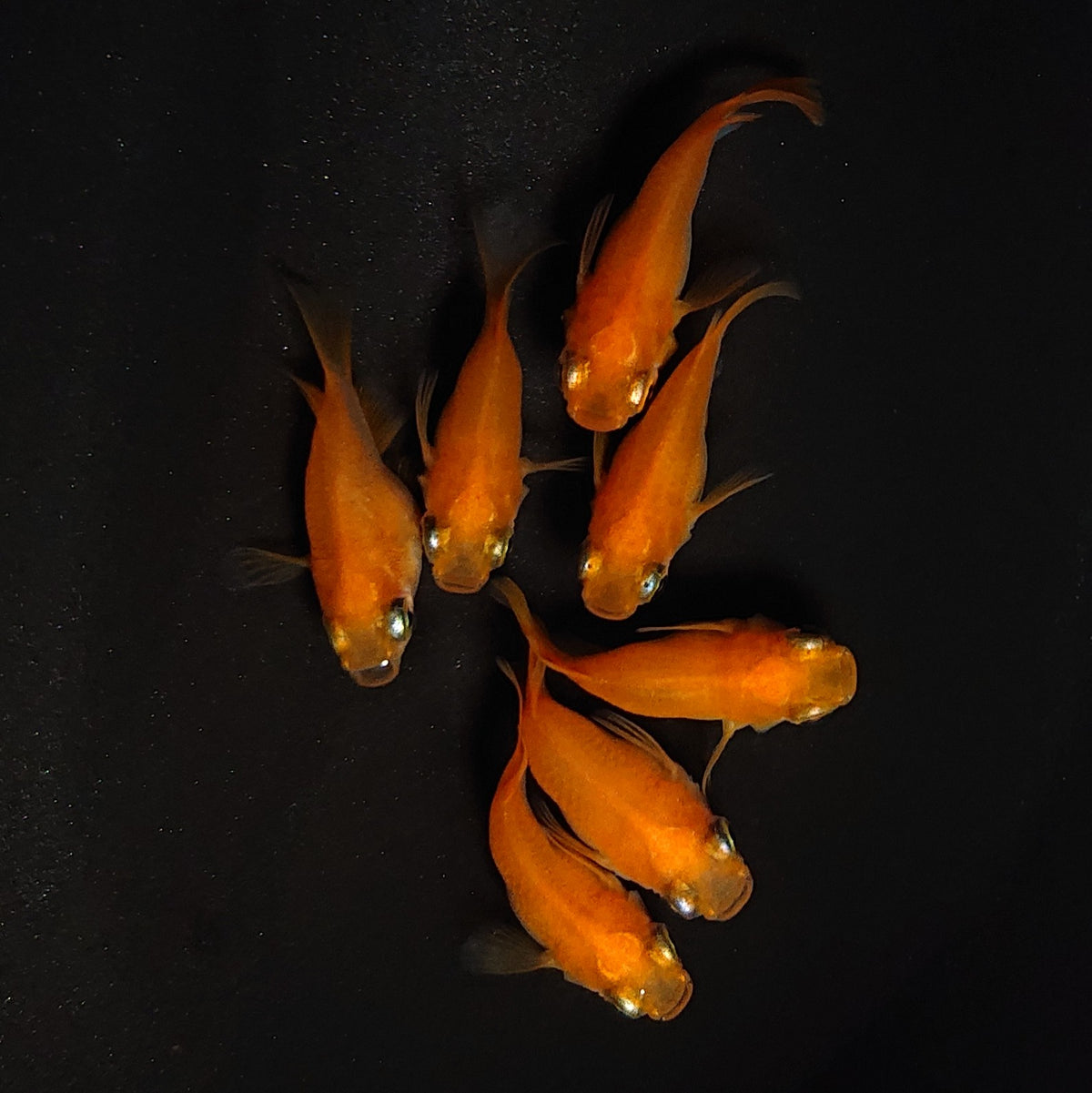 【現物】紅帝本だるま　7匹　オス3メス4　4608