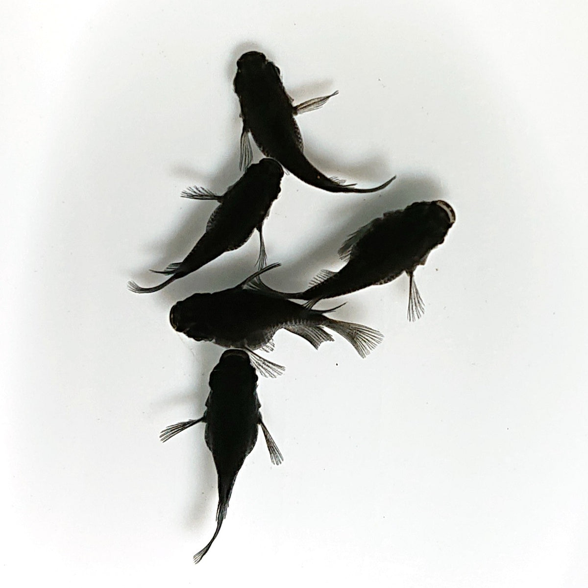 【現物】【上物】オロチ本だるま　5匹　オス3メス2　4603