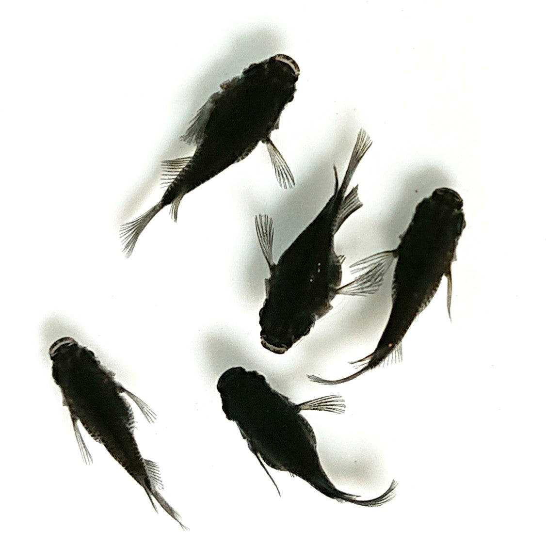 【現物】【上物】オロチ本だるま　5匹　オス3メス2　4603