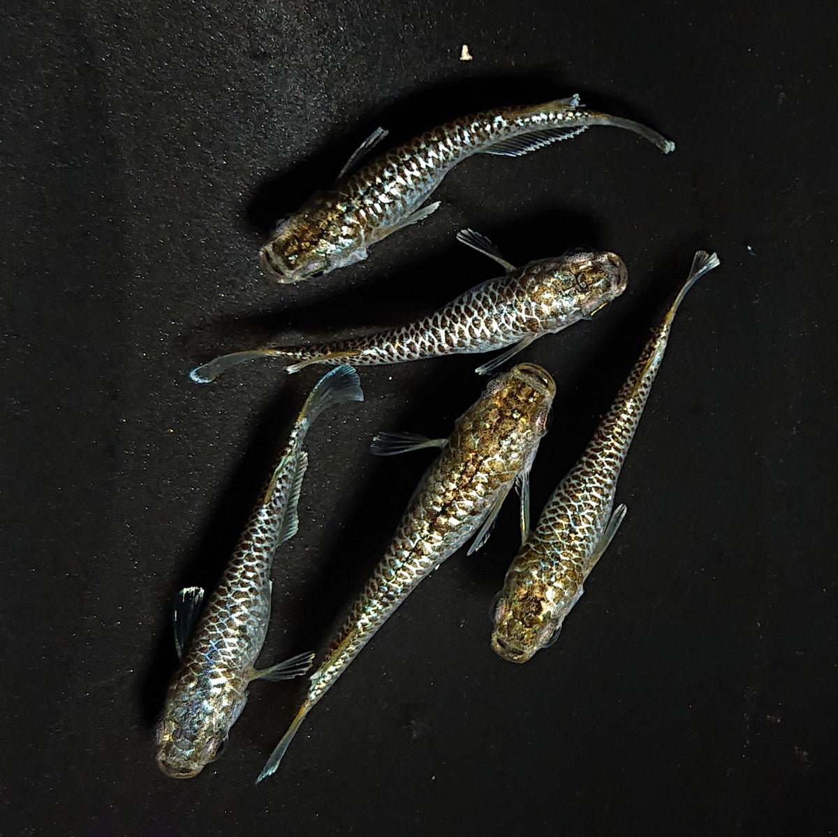 【現物】金蒼龍鱗　5匹　オス2メス3　4614