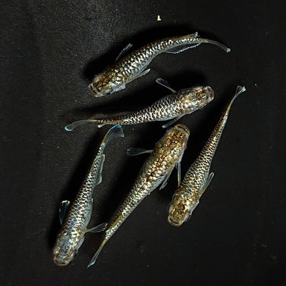 【現物】金蒼龍鱗　5匹　オス2メス3　4614