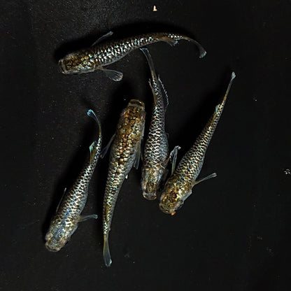 【現物】金蒼龍鱗　5匹　オス2メス3　4614