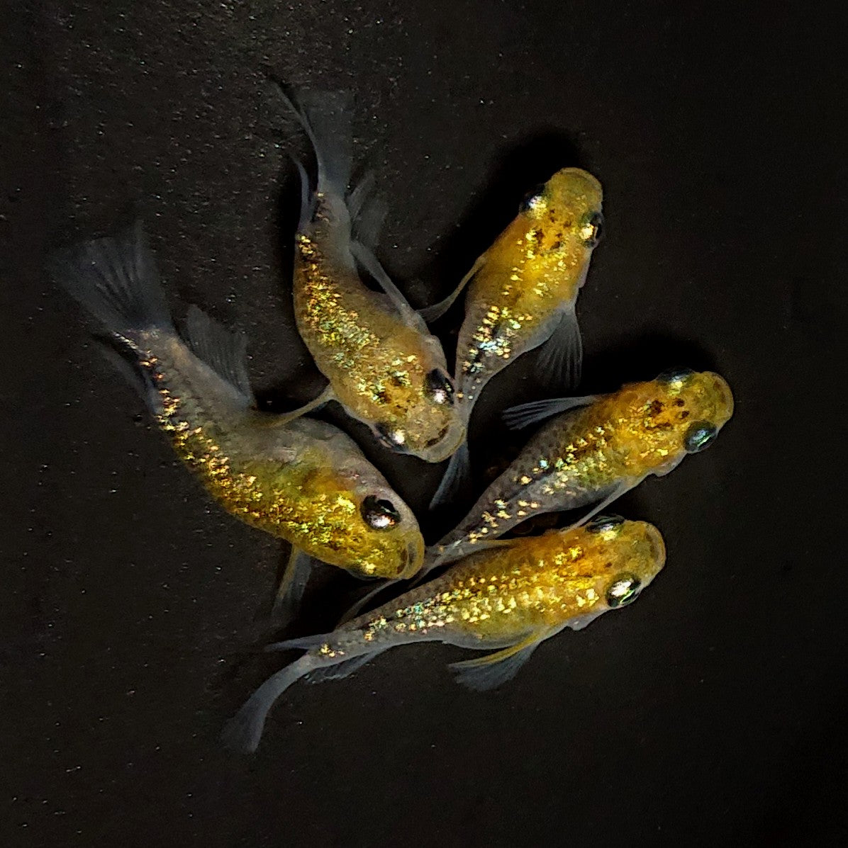 【現物】【上物】夜桜ゴールドだるま　5匹　オス3メス2　4622