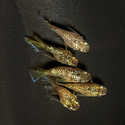 【現物】金箔和墨本だるま　5匹　オス3メス2　4623