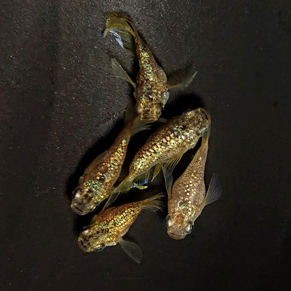 【現物】金箔和墨本だるま　5匹　オス3メス2　4623