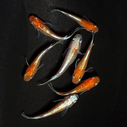 【現物】豆紅エボリューション　7匹　オス3メス4　4627