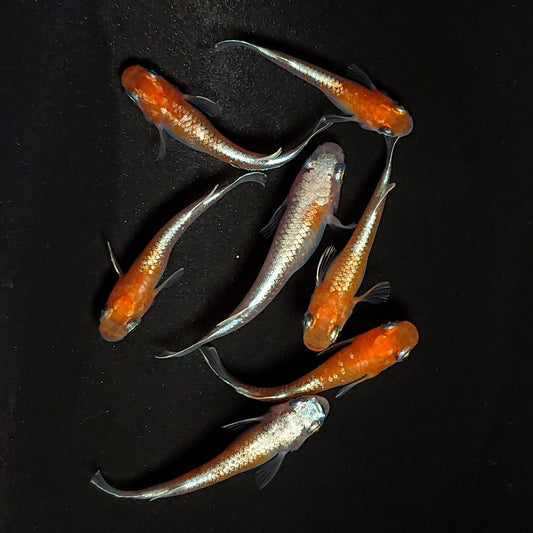 【現物】豆紅エボリューション　7匹　オス3メス4　4627