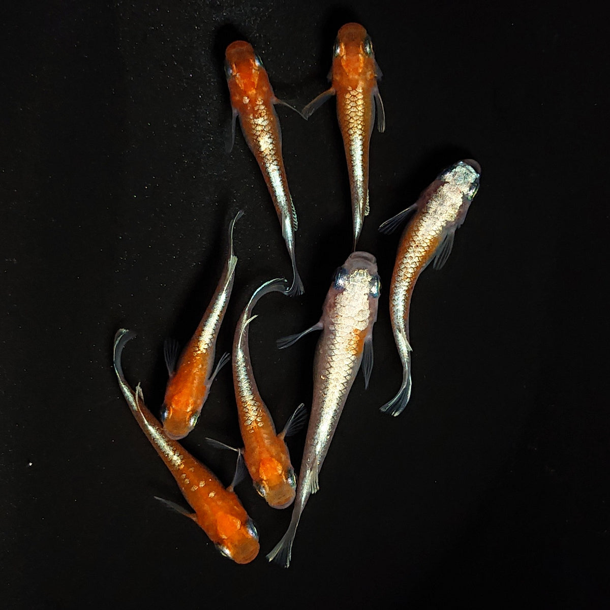 【現物】豆紅エボリューション　7匹　オス3メス4　4627