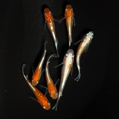 【現物】豆紅エボリューション　7匹　オス3メス4　4627