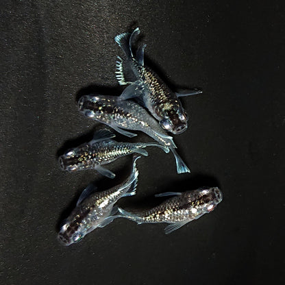 【現物】クリスタルブラック本だるま　5匹　オス3メス2　ヒカリ体型入り　4621